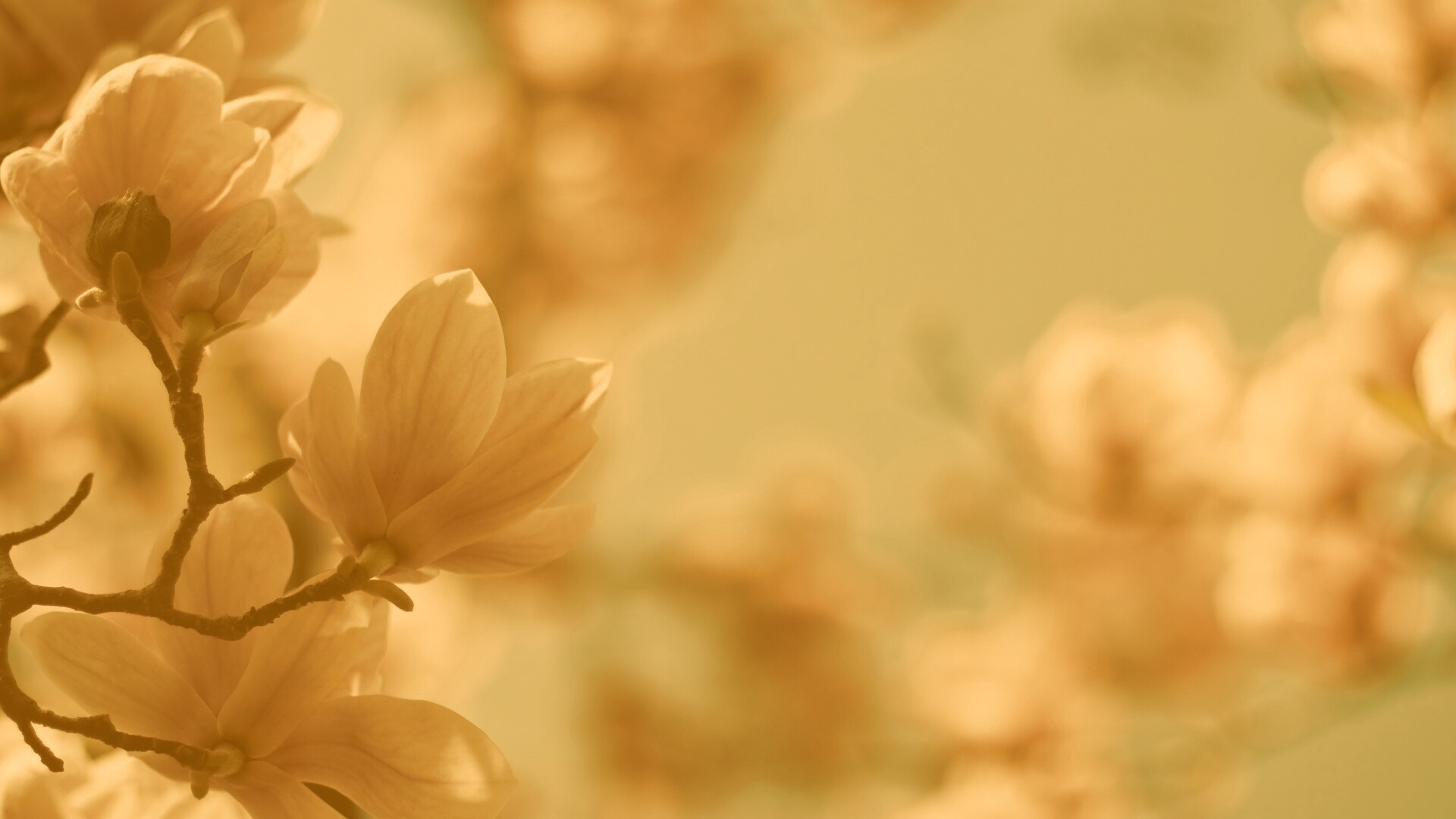 Цветы магнолии обои