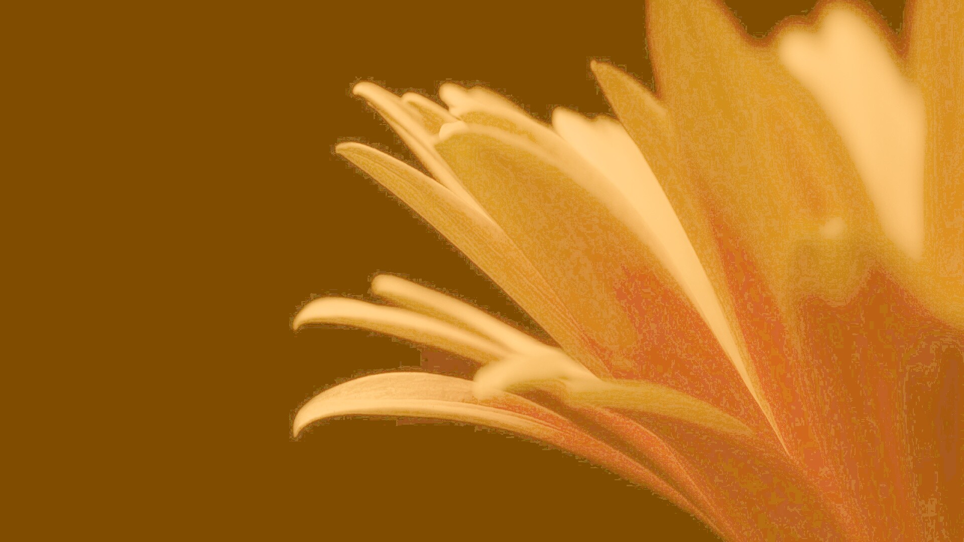 Гербера обои