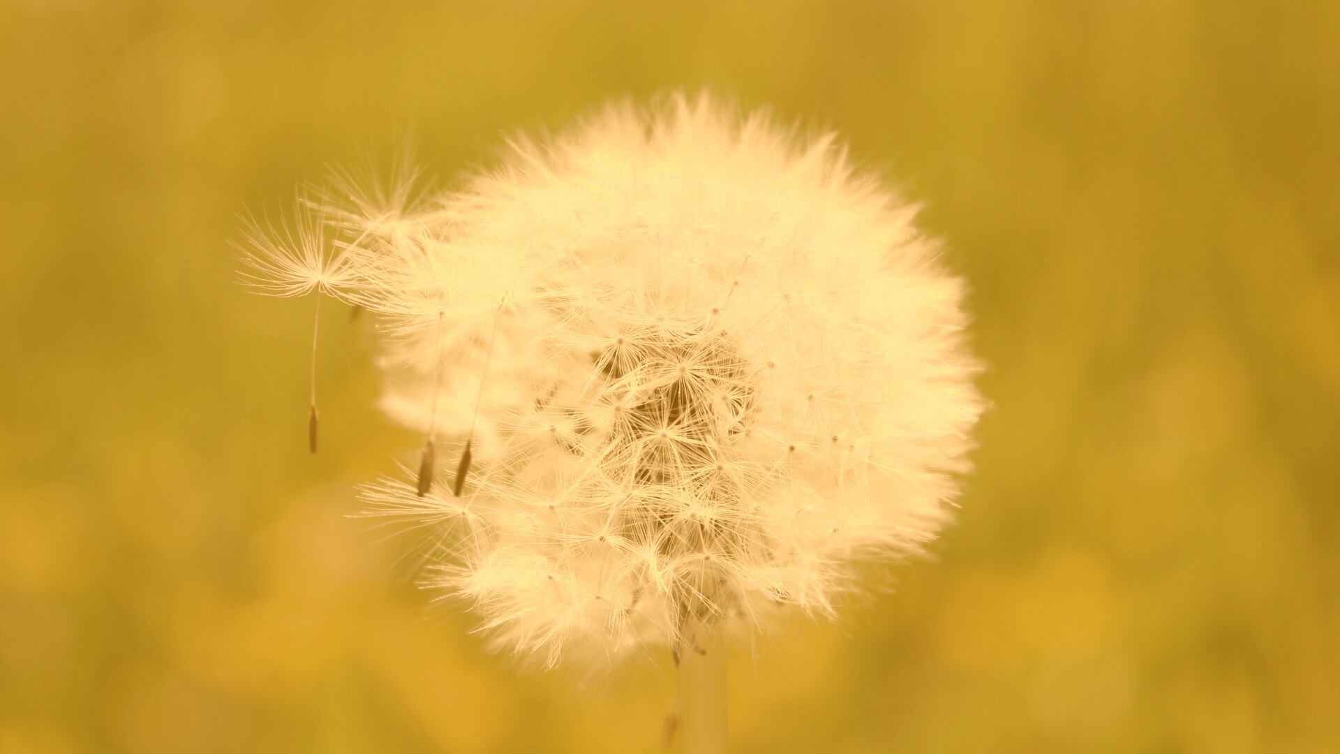Одуванчик обои