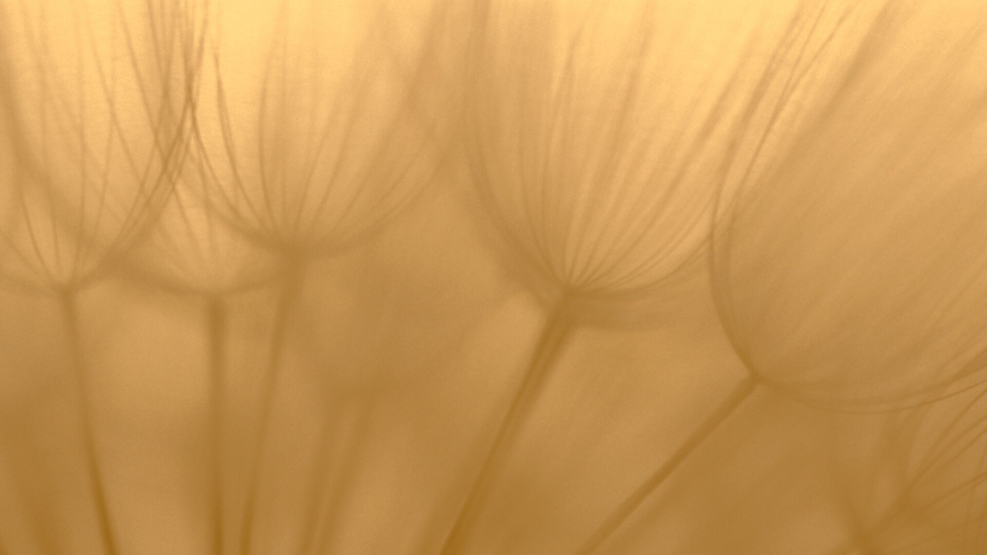 Рисунок одуванчика обои