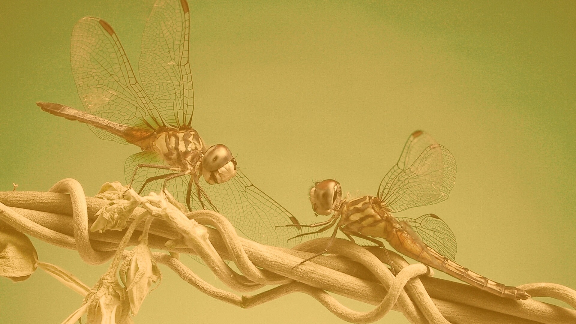 Две стрекозы обои
