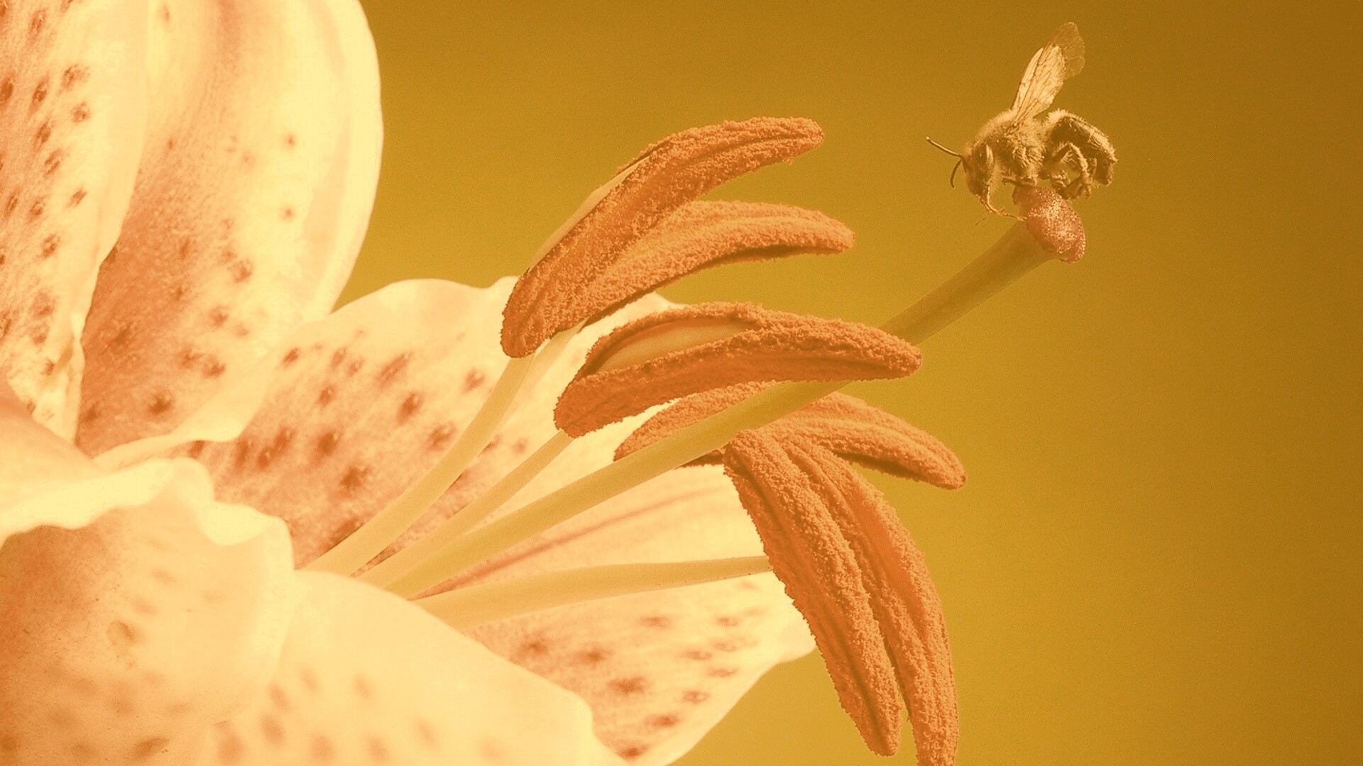 Трудолюбивая пчела на прекрасном цветке обои