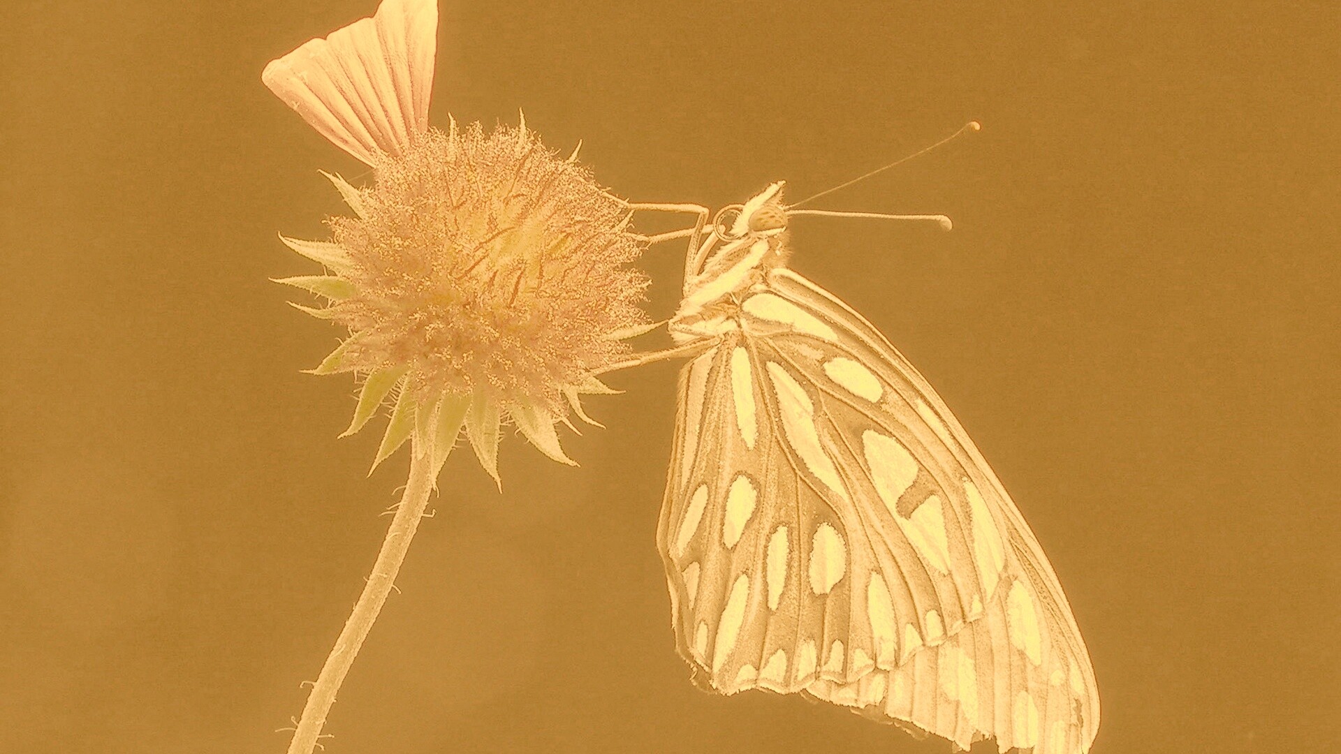 Бабочка на цветке обои