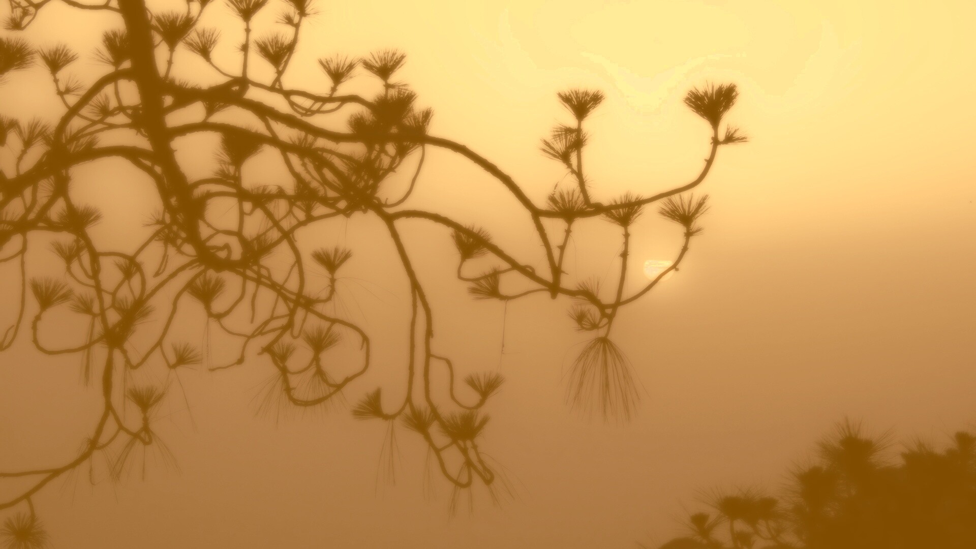 Ленкоранская акация на фоне синего заката обои