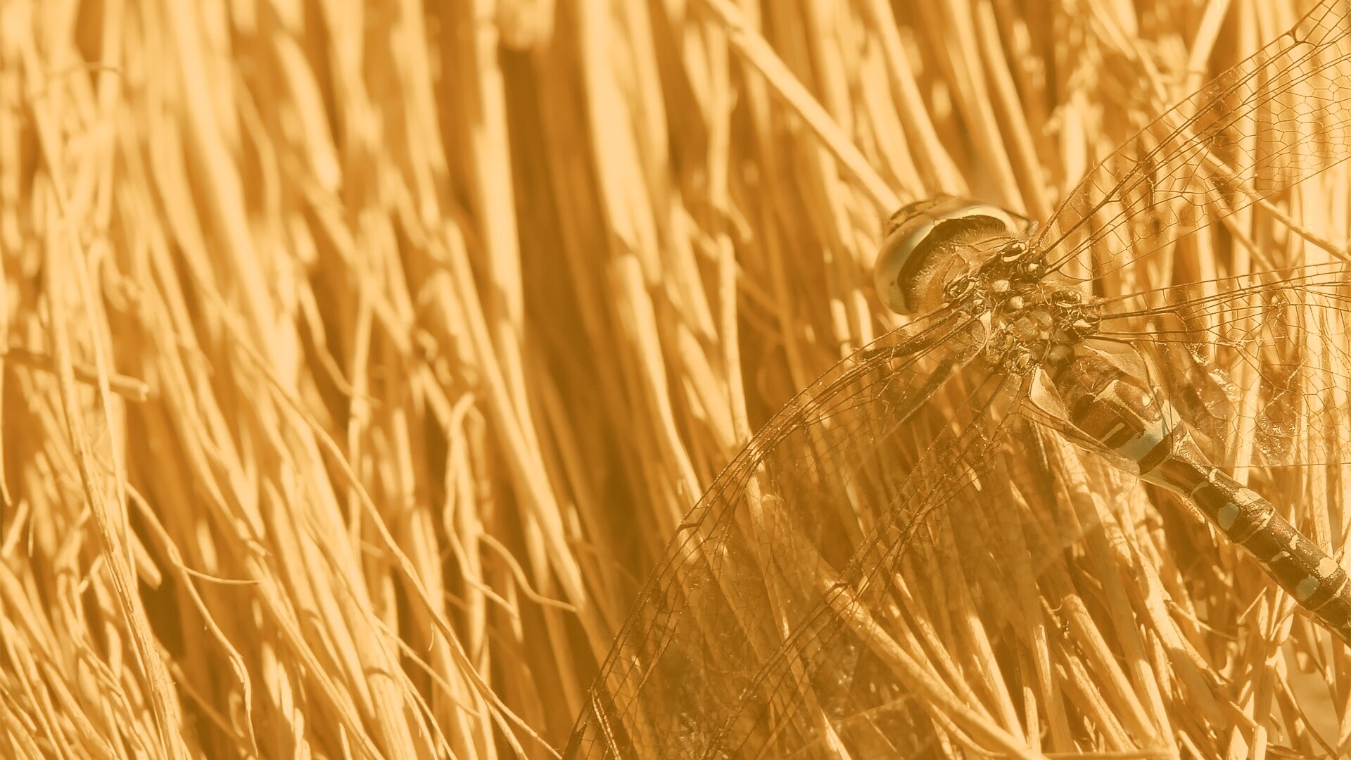 Стрекоза на сене обои