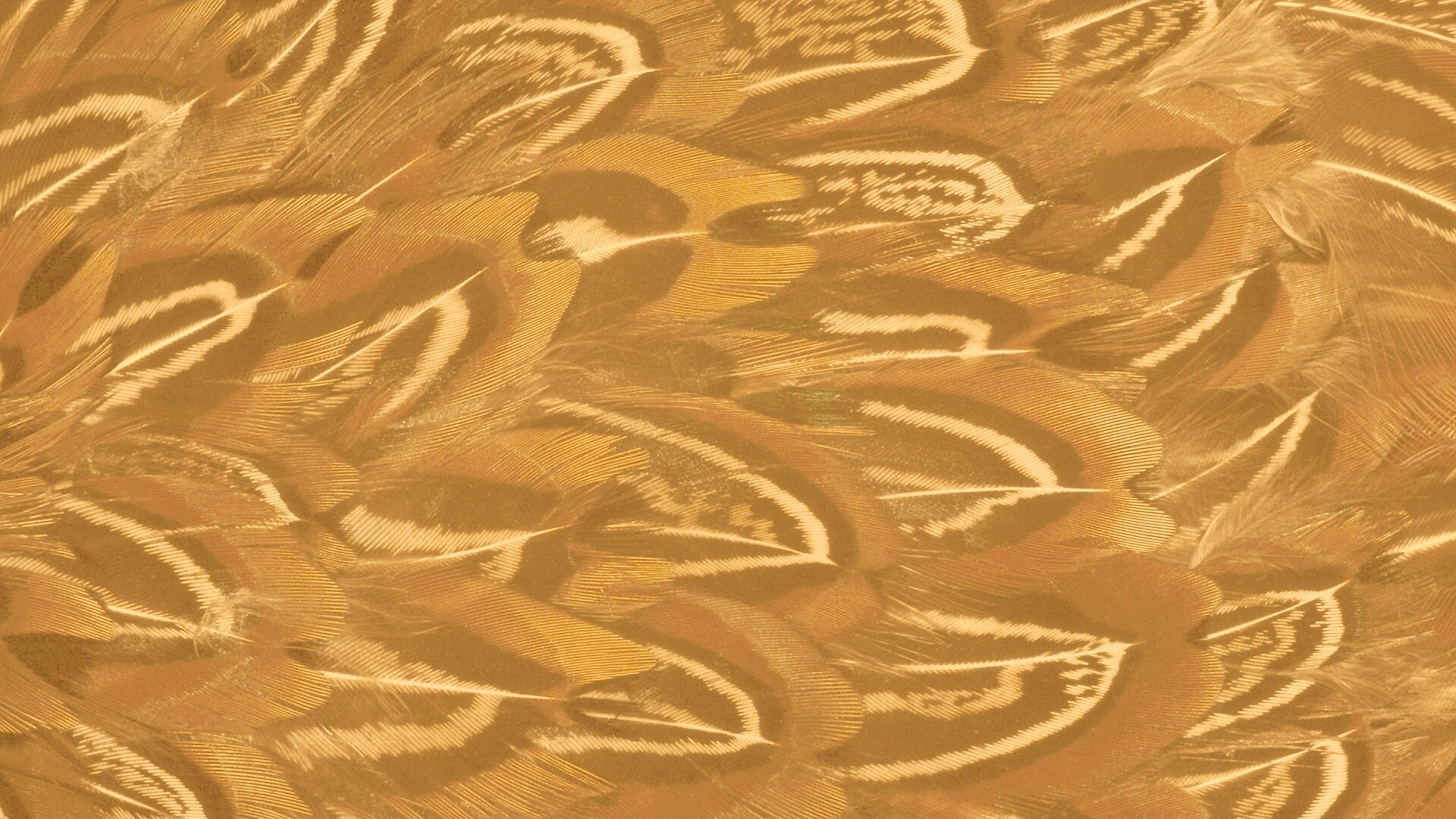 Красивые перья обои