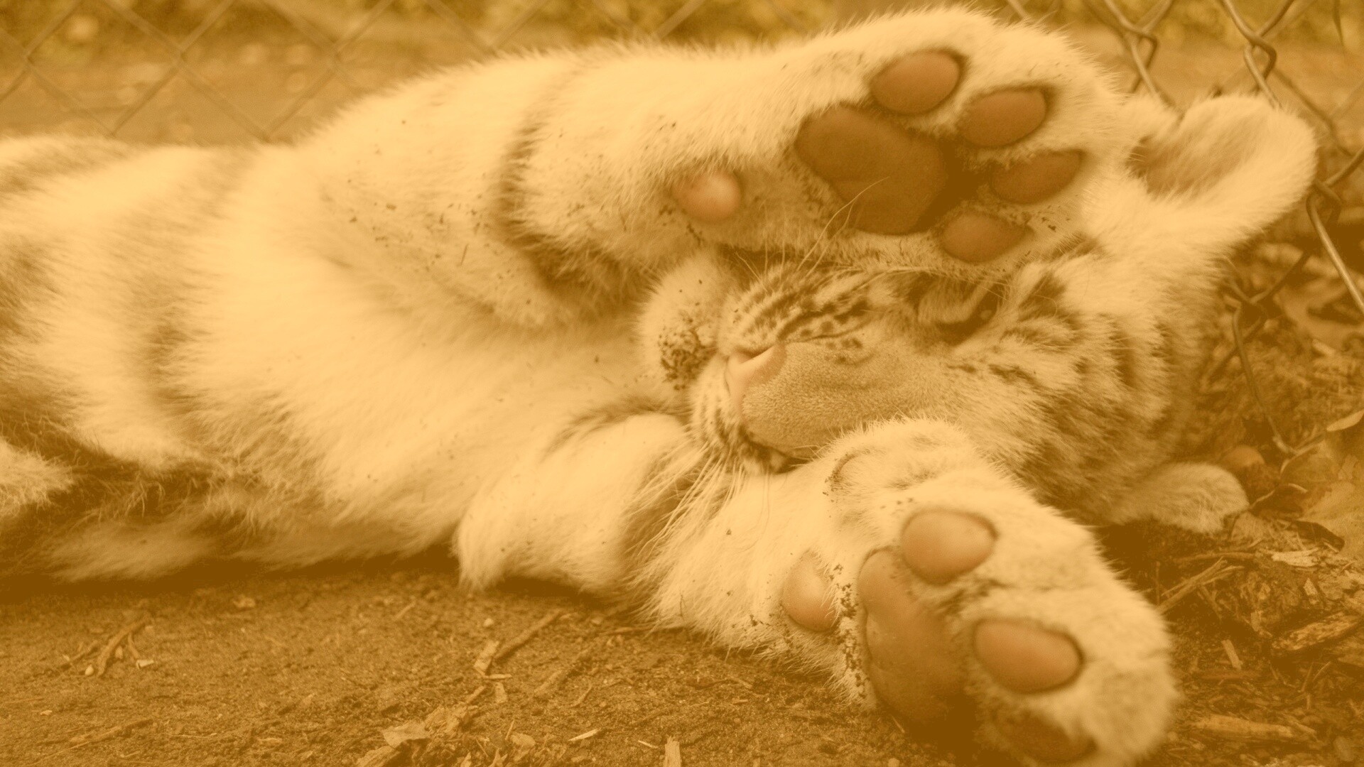 Тигруля обои