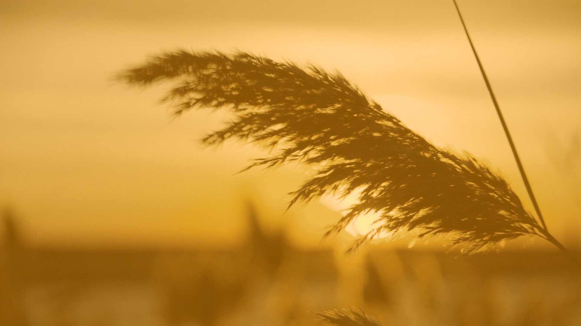 Камыш на закате обои