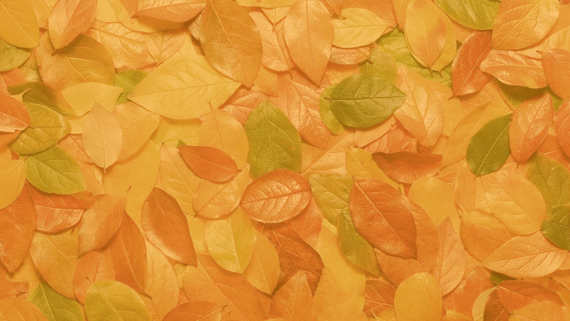 Цветной ковёр из листьев обои