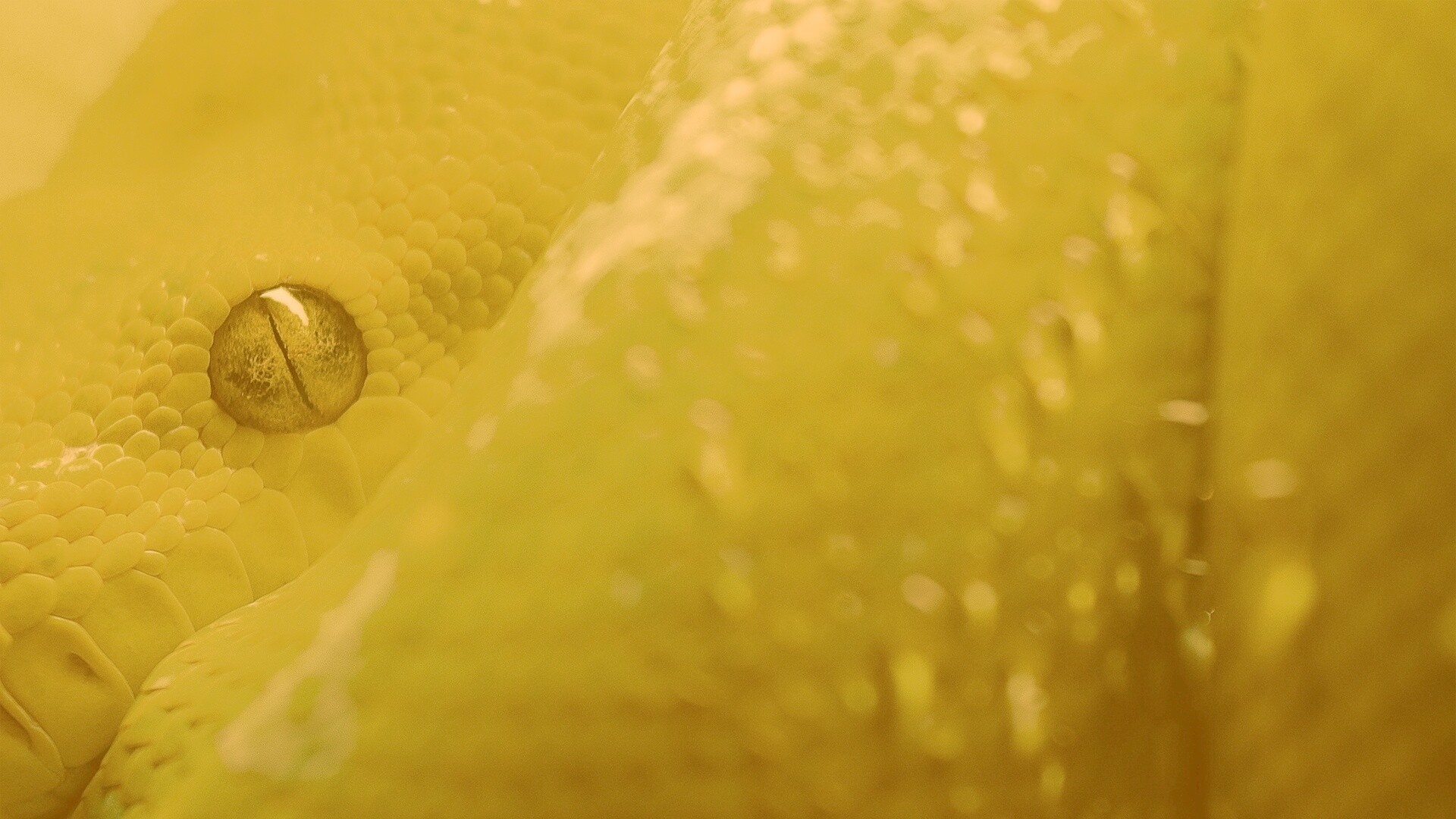 Зелёная змея обои