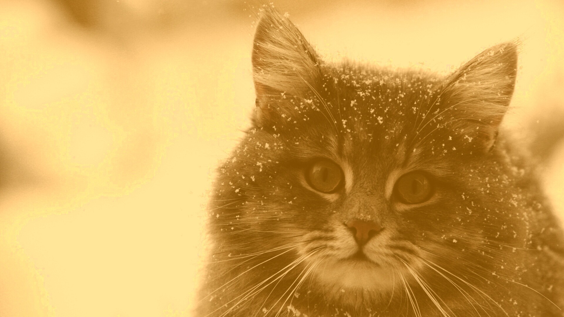 Кот в снегу обои