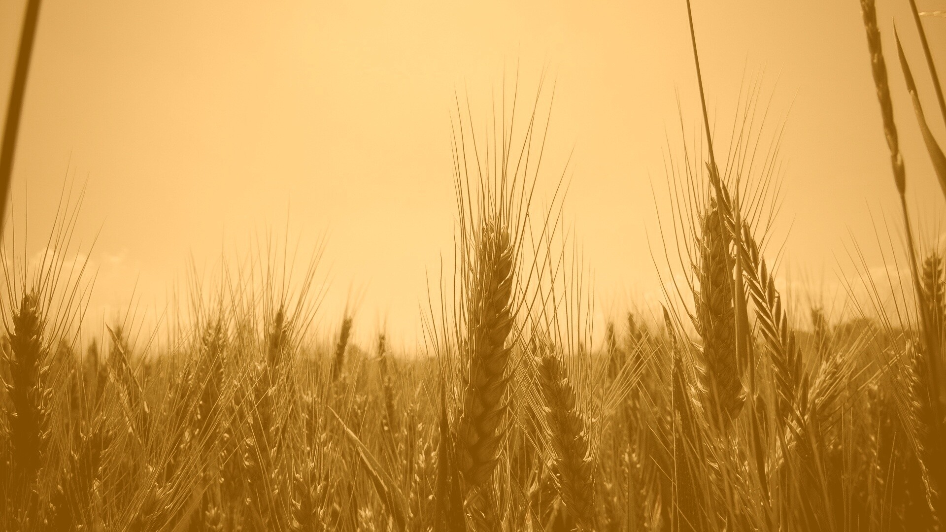 Колосья в поле обои