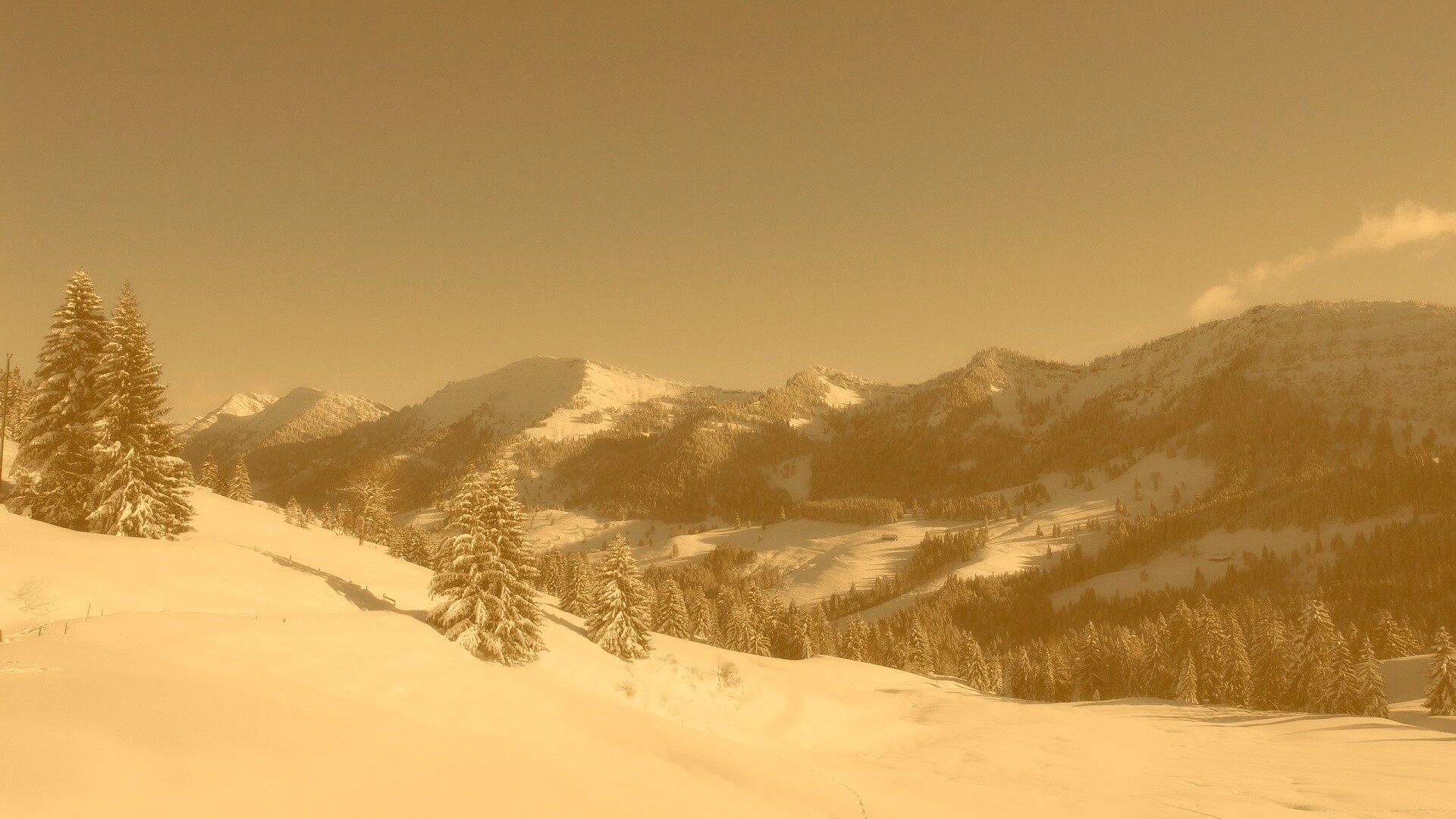 Лес в горах обои