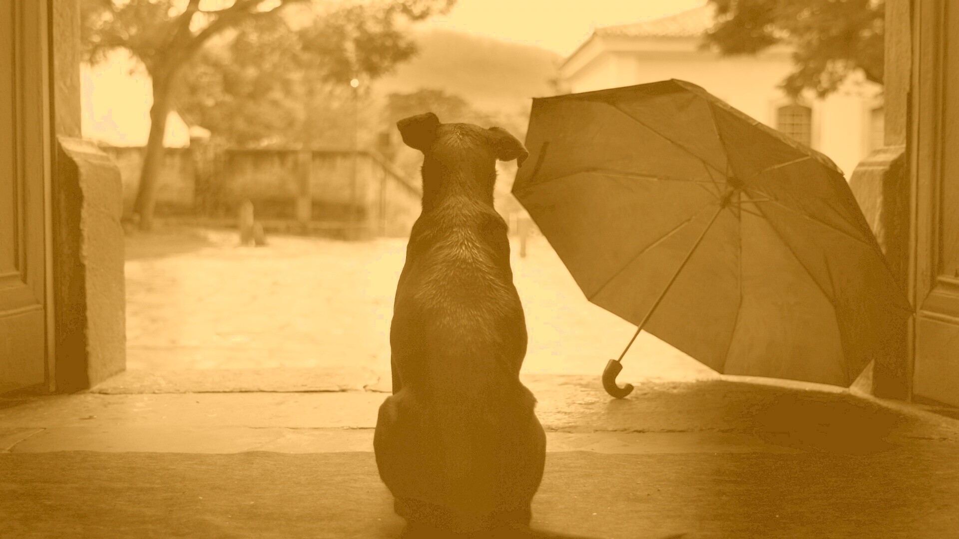 Собака и зонтик обои