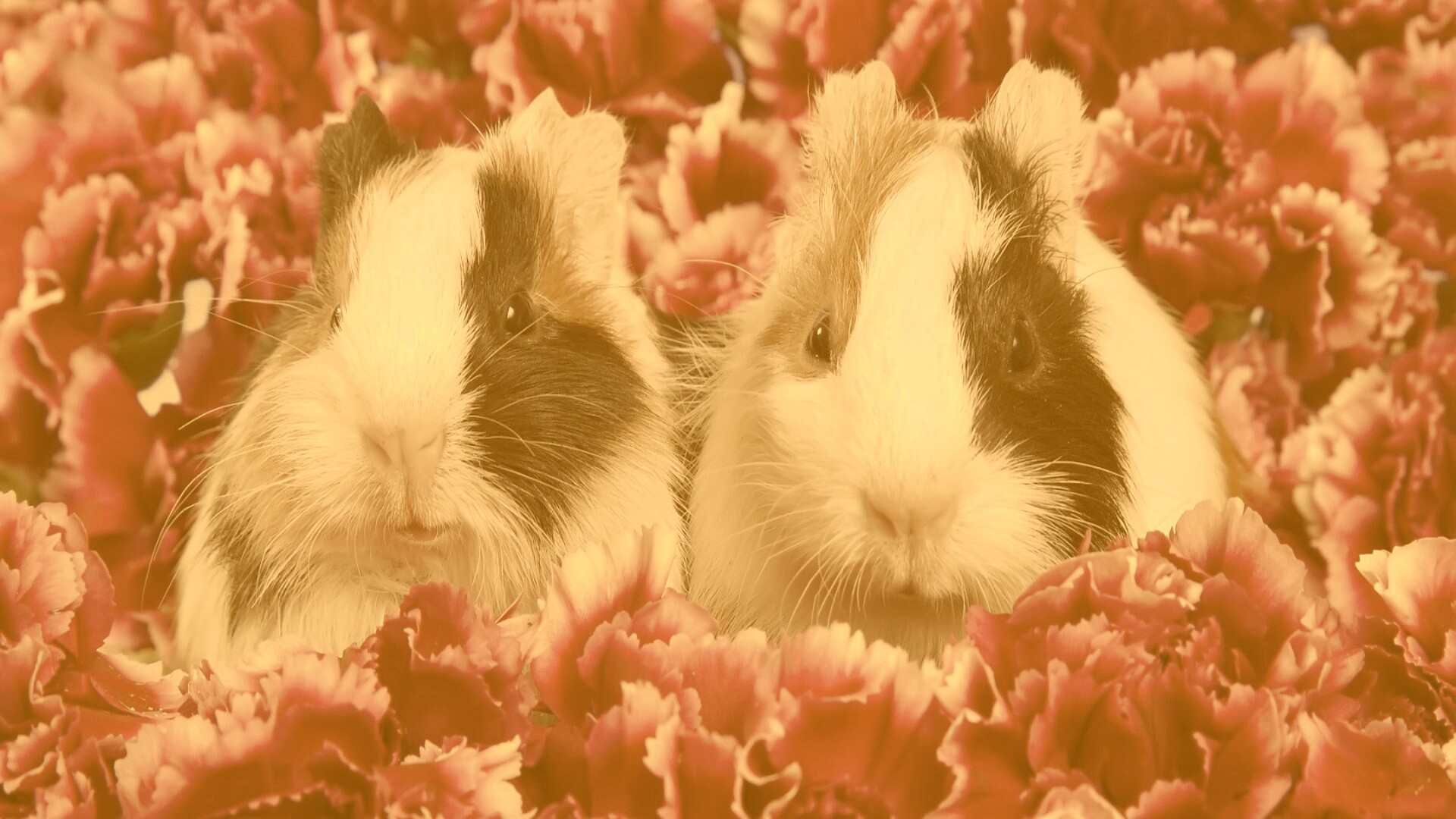 Морские свинки в гвоздиках обои