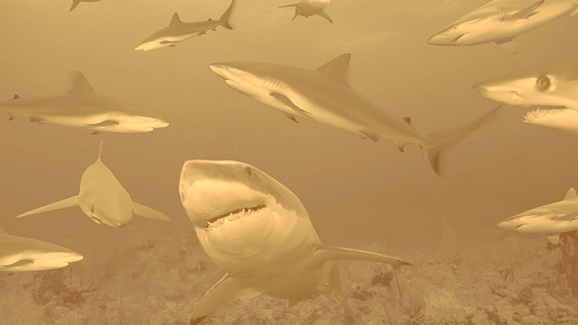 Стая акул обои