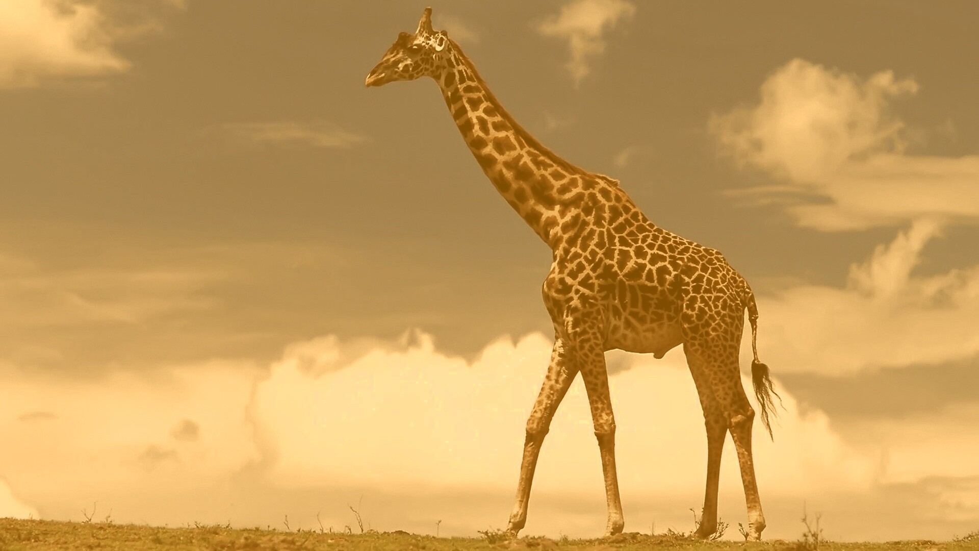 Жираф на прогулке обои