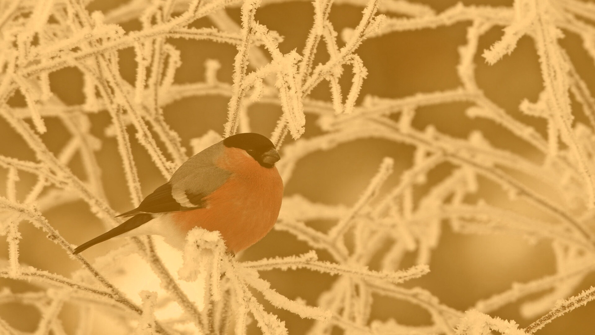 Снегирь на ветке обои