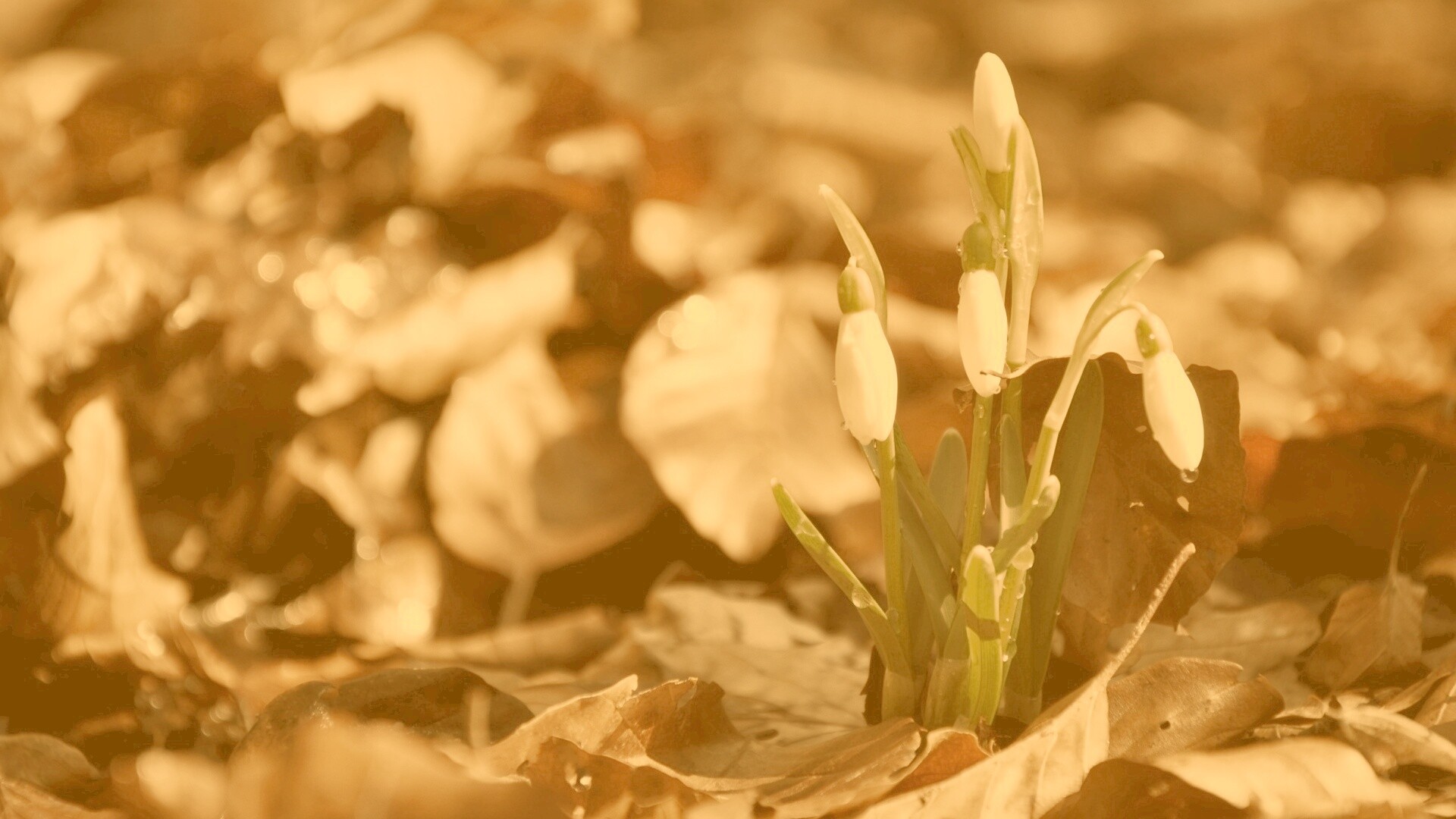 Первые весенние цветы обои