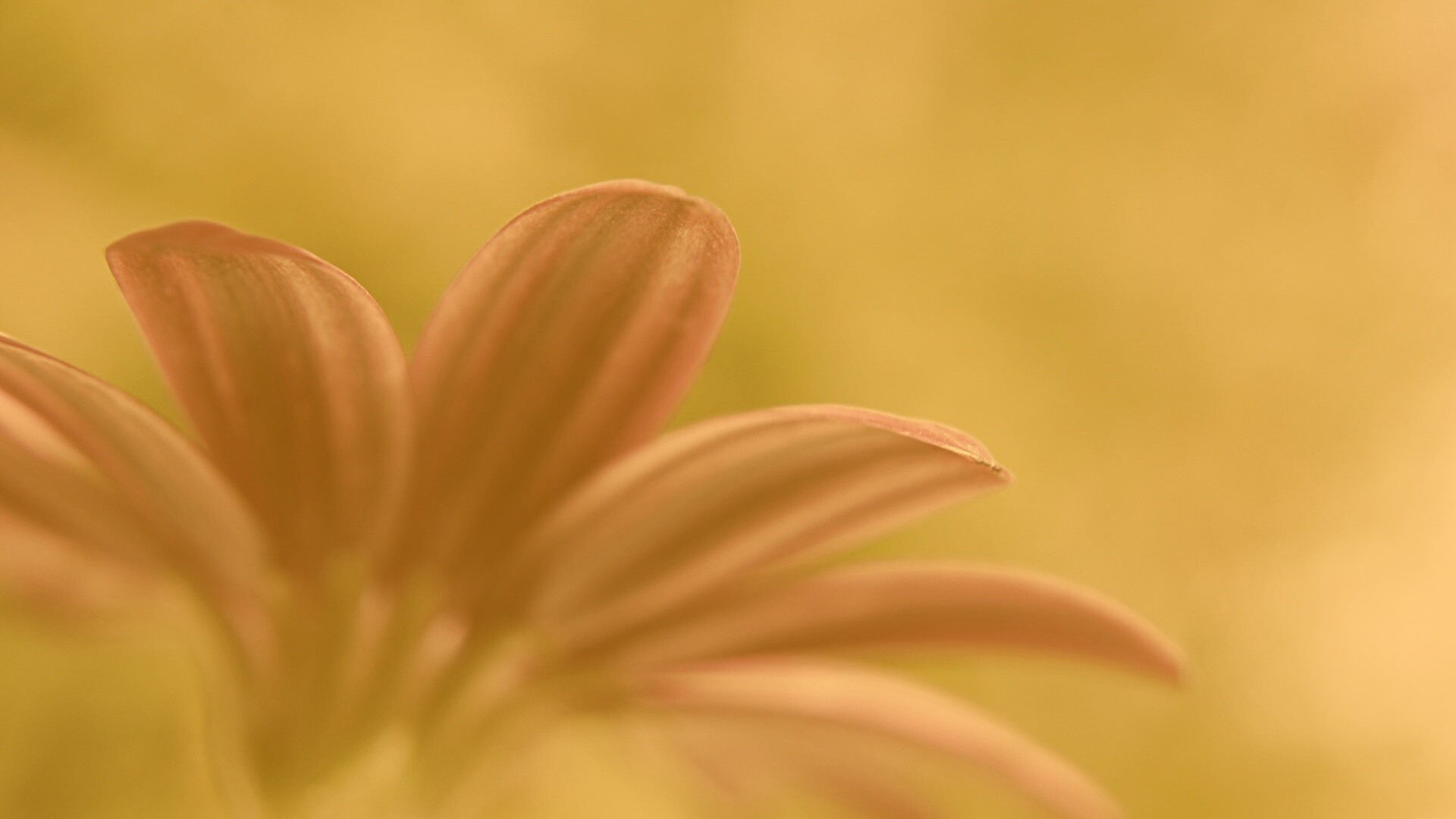 Макро фото цветка обои