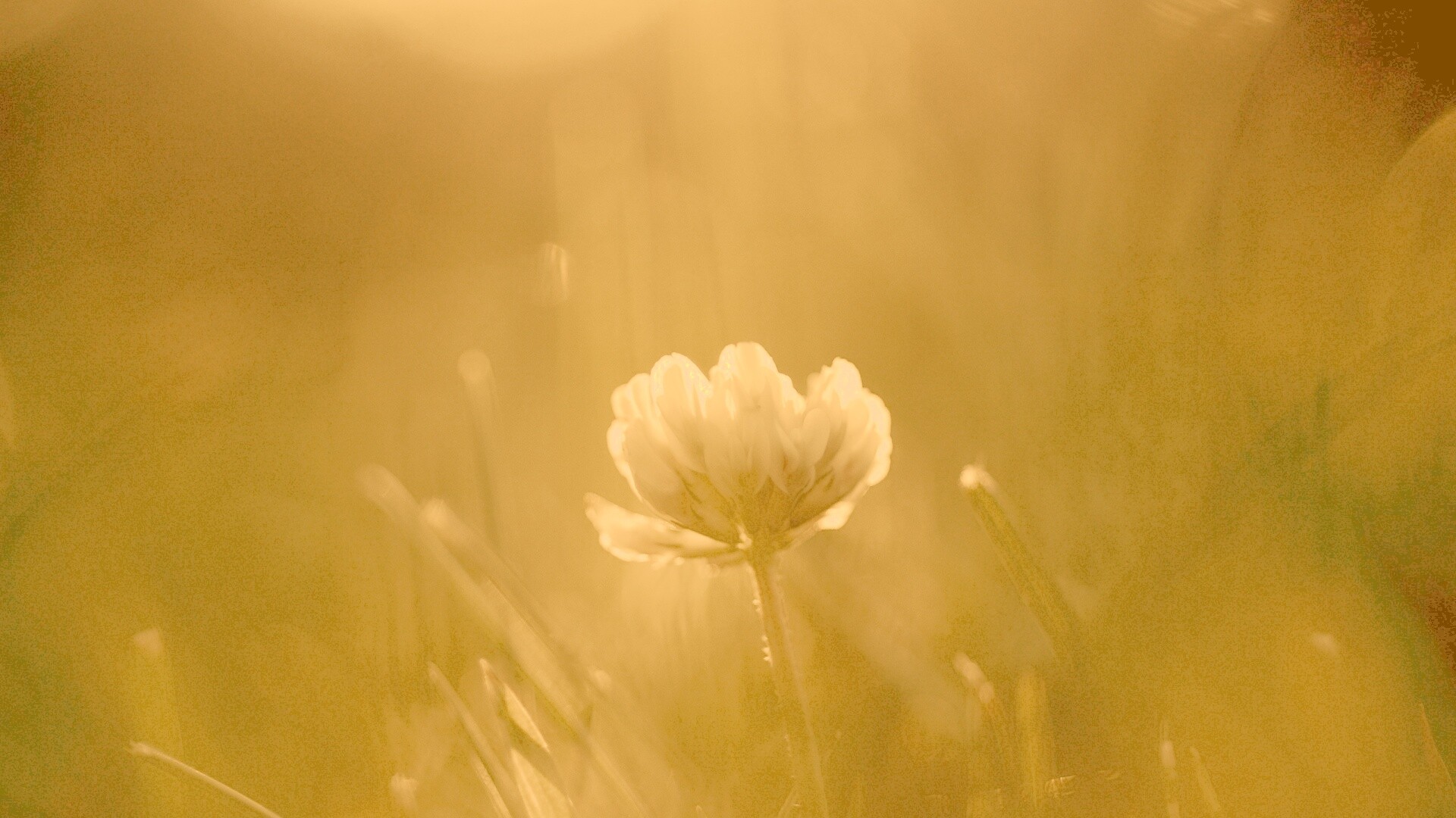 Белый клевер обои