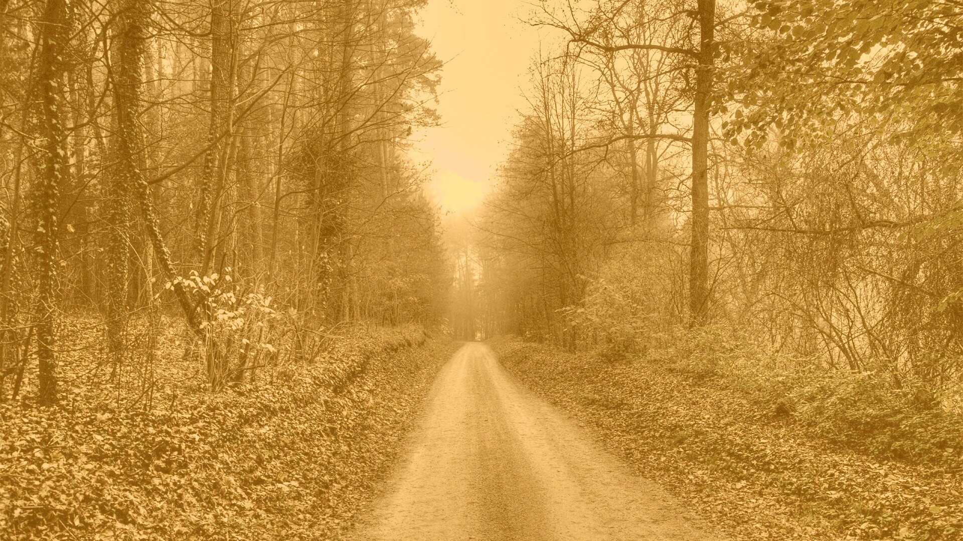 Дорога через лес обои