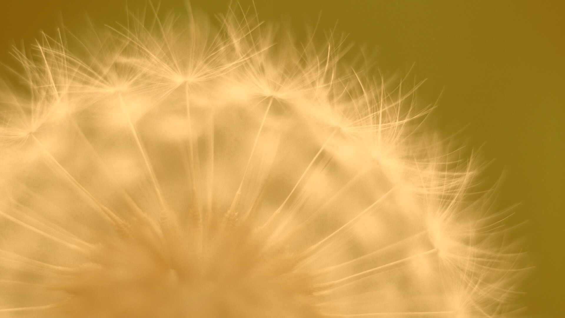 Макро фото одуванчика обои