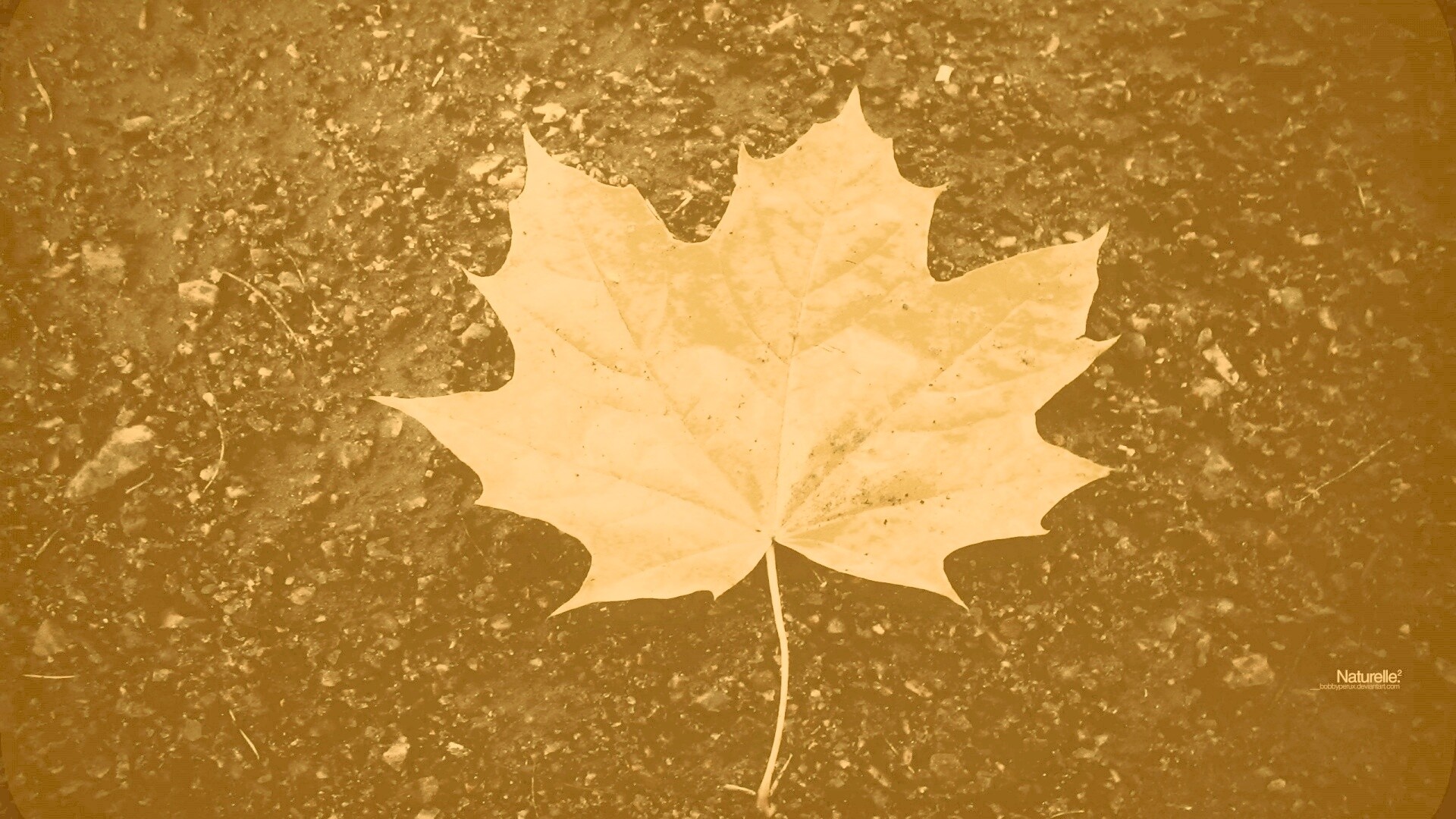 Желтый лист обои