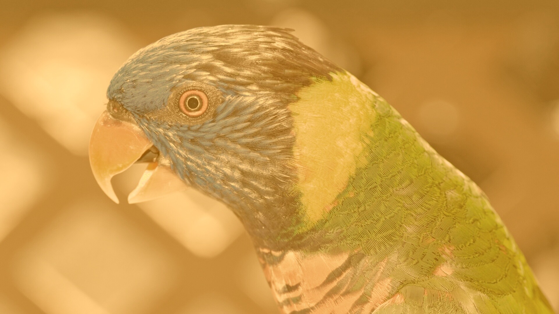 Красноглазйы попугай обои