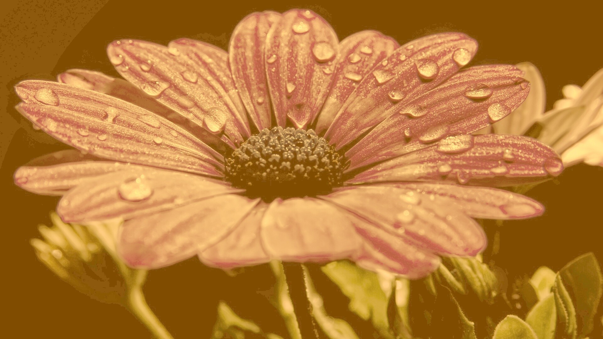 Мокрый от росы фиолетовый цветок обои