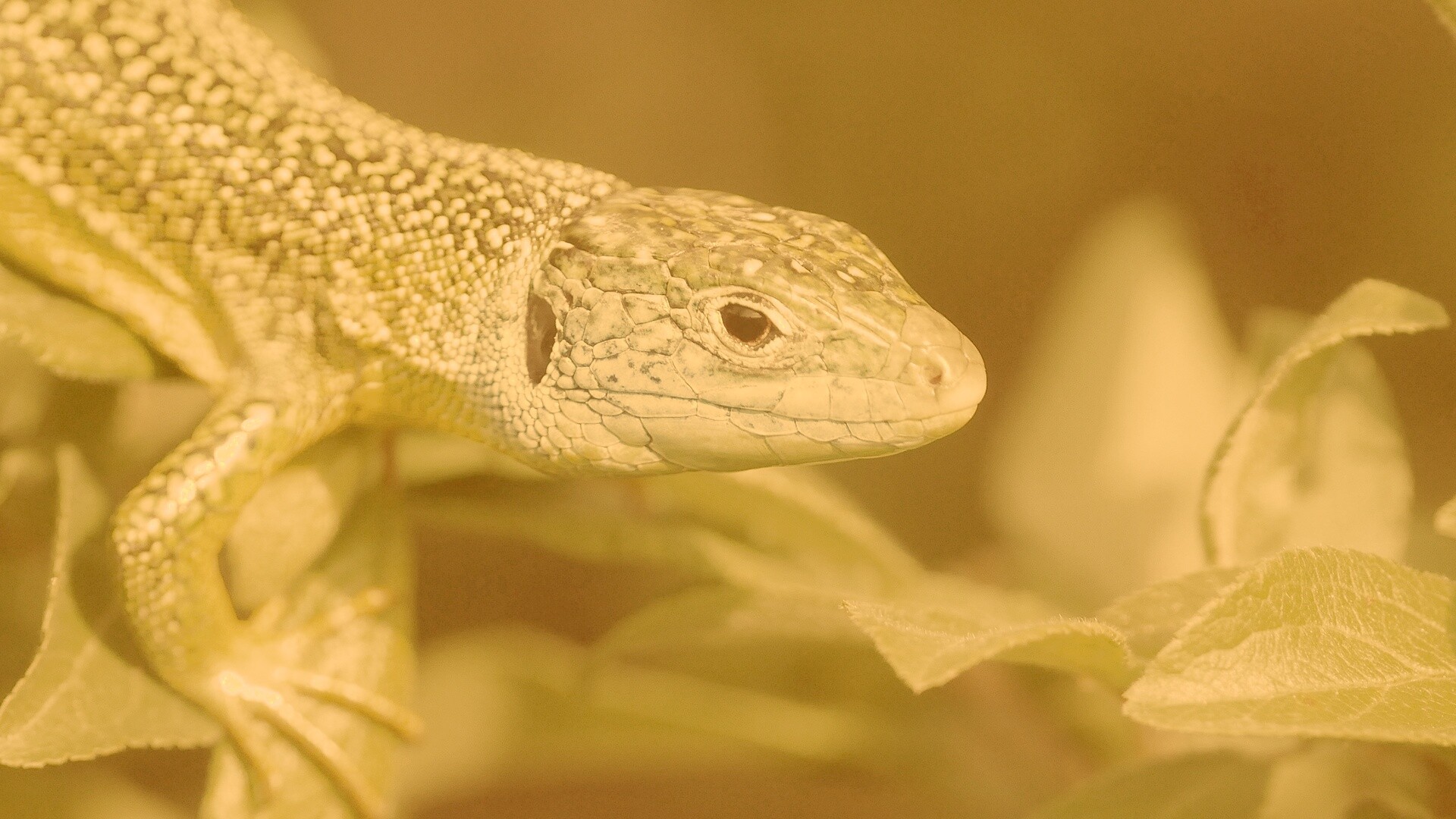 Ящерка на листьях обои