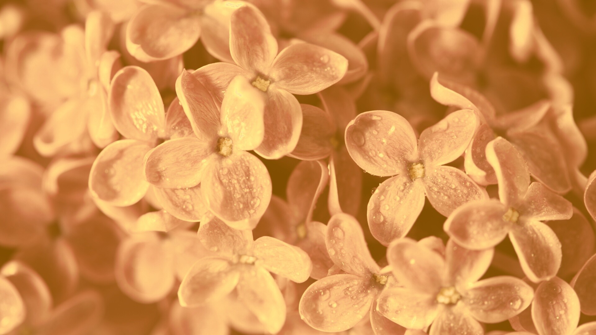 Цветы сирени обои