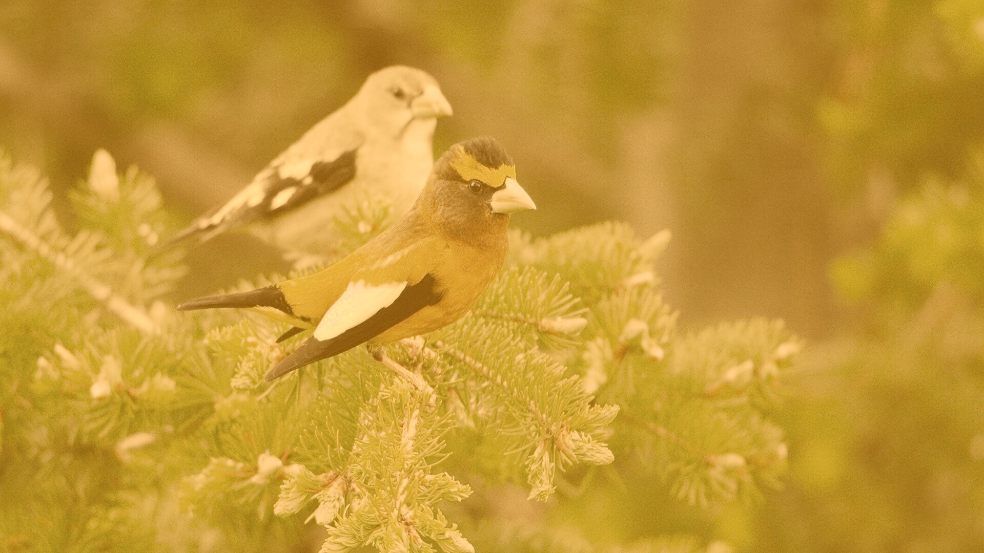 Птички с зелёными клювами обои