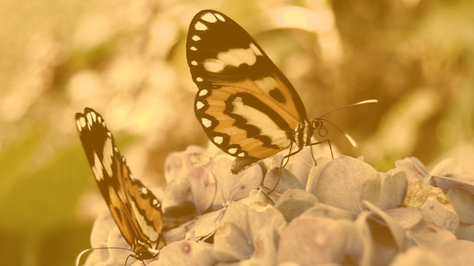 Две бабочки обои
