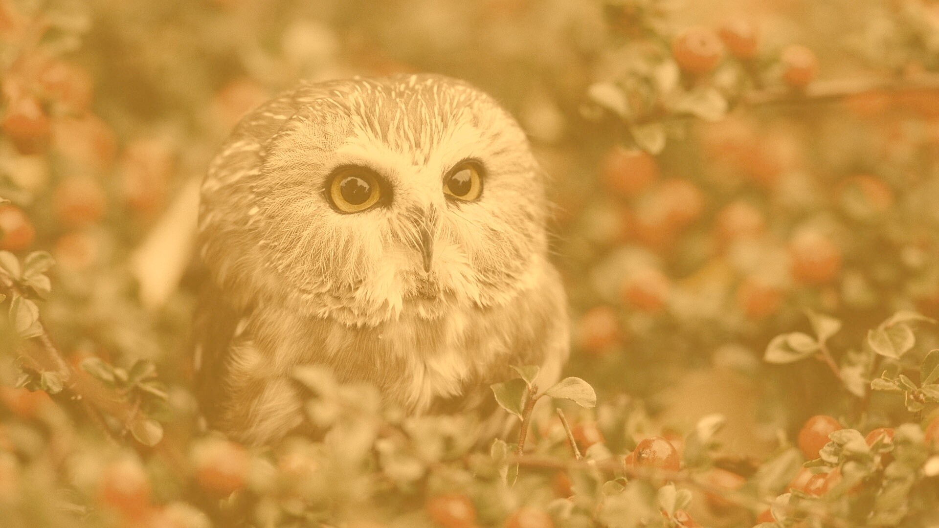 Маленькая сова в ягодах обои