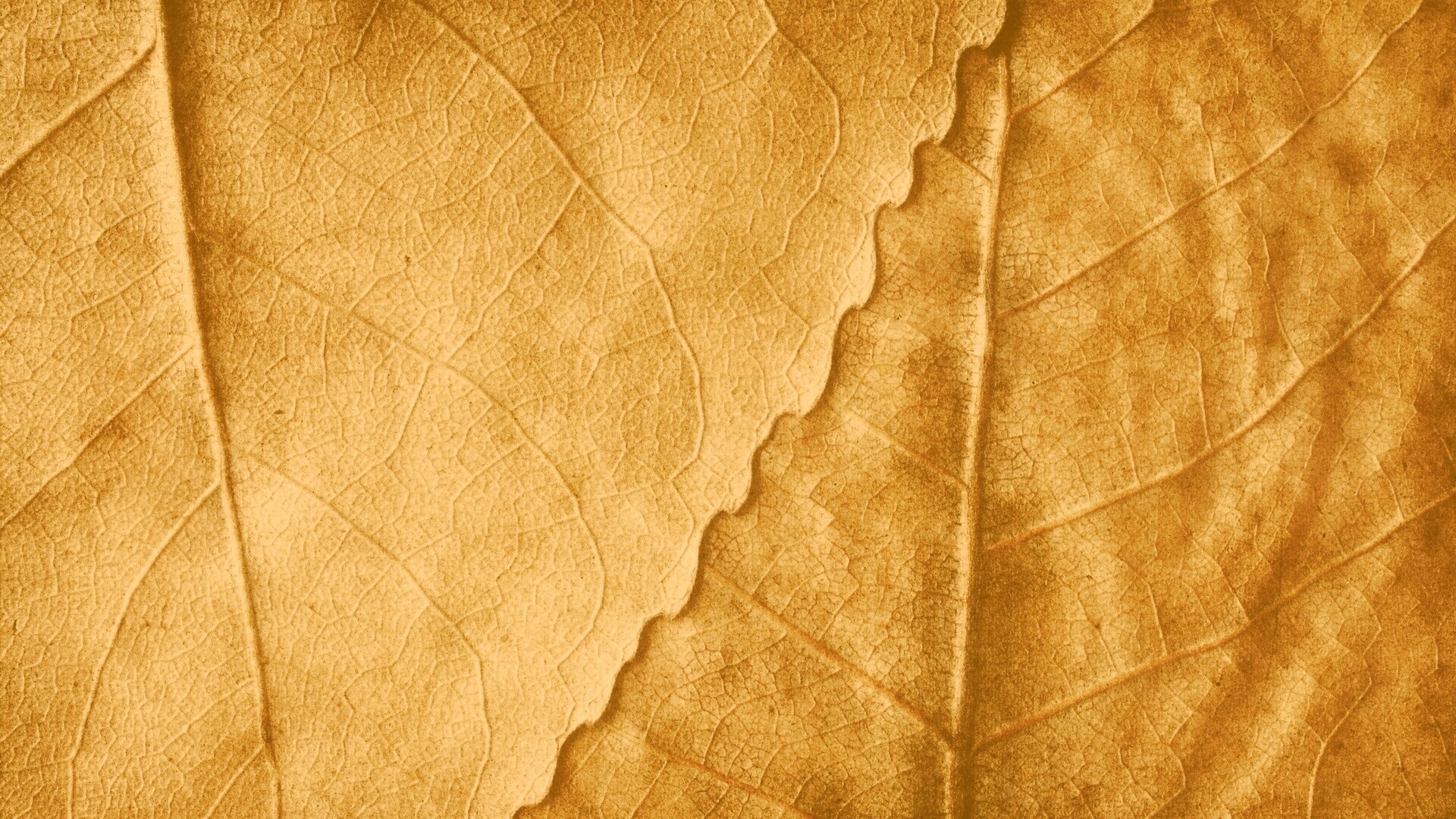 Текстура желтых увядших листьев обои