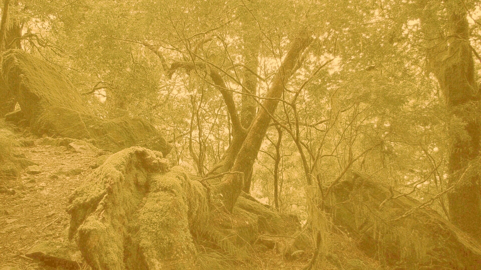 Чаща мшистого леса обои