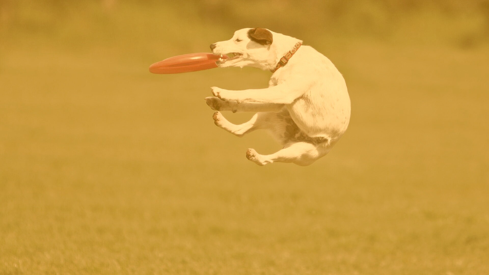 Ловкач обои