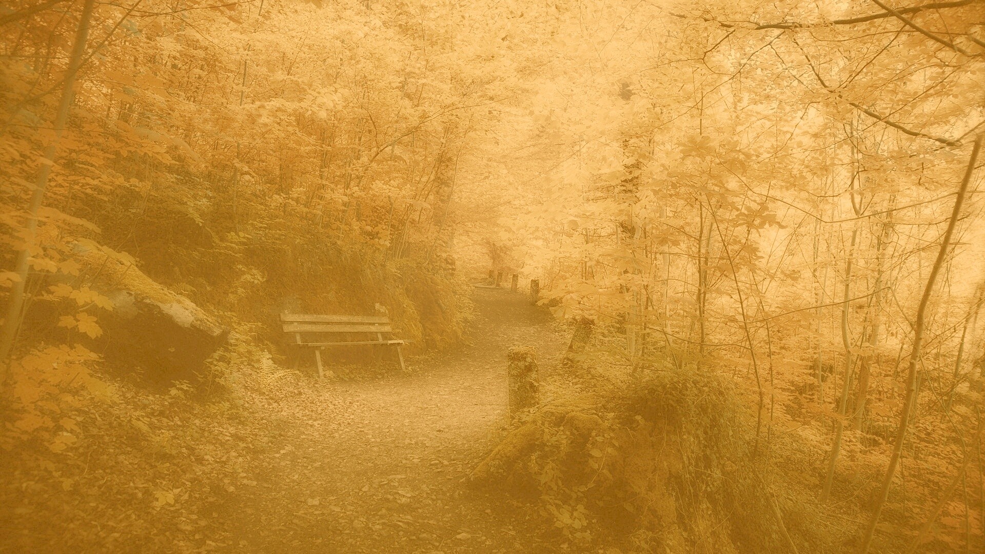 Скамейке в чаще парка обои