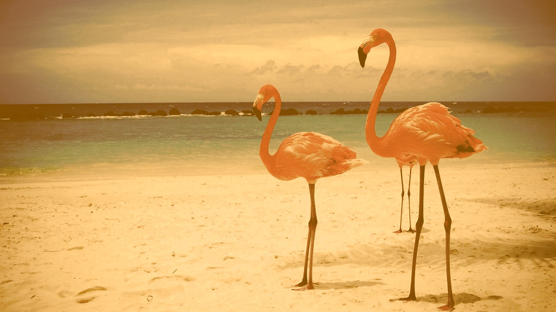 Розовые фламинго на пляже обои