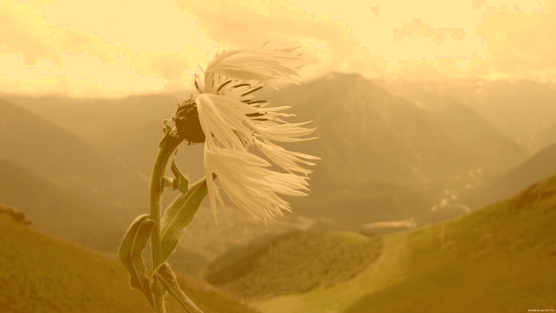 Горный цветок обои