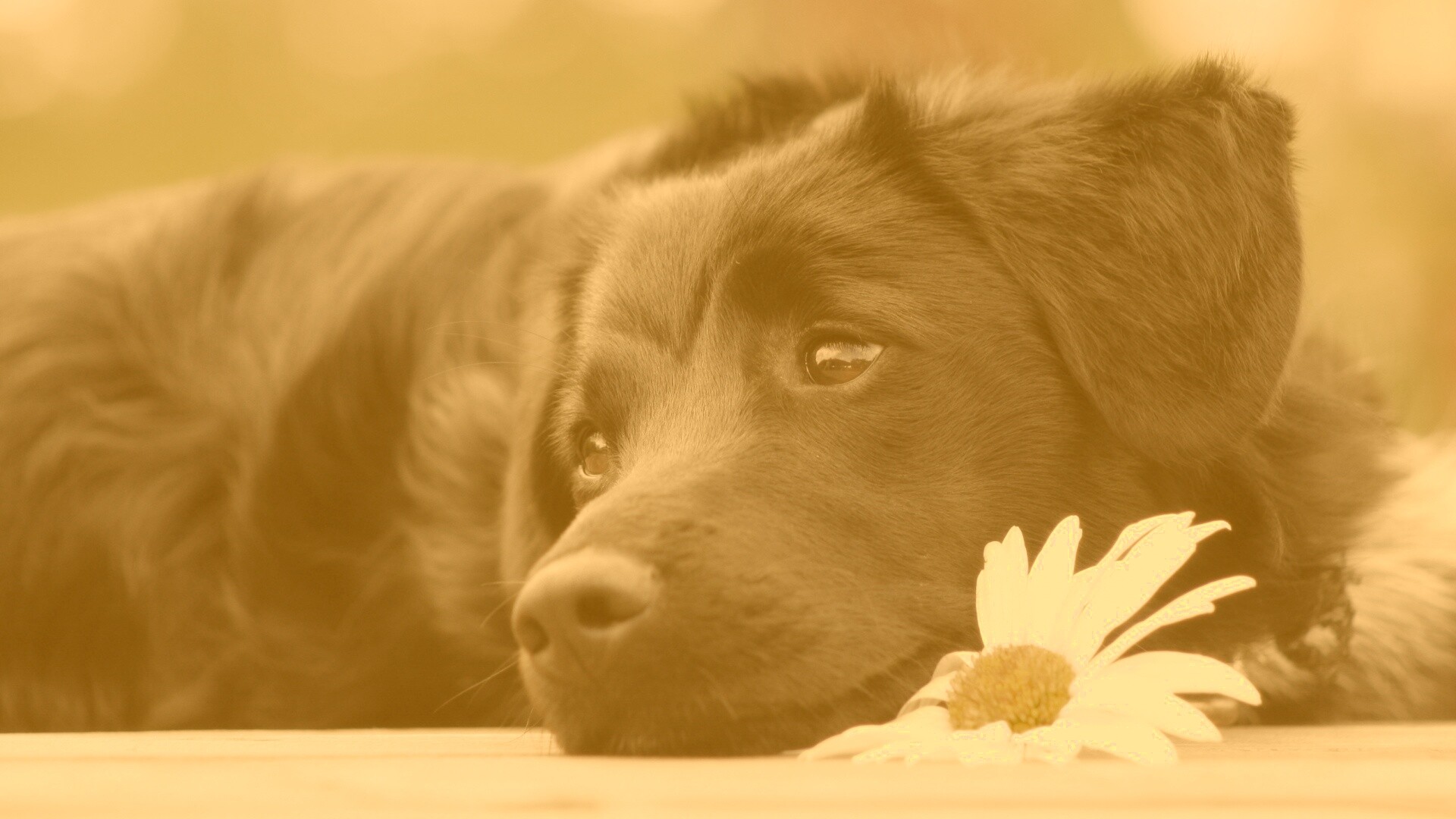 Собака с ромашкой обои