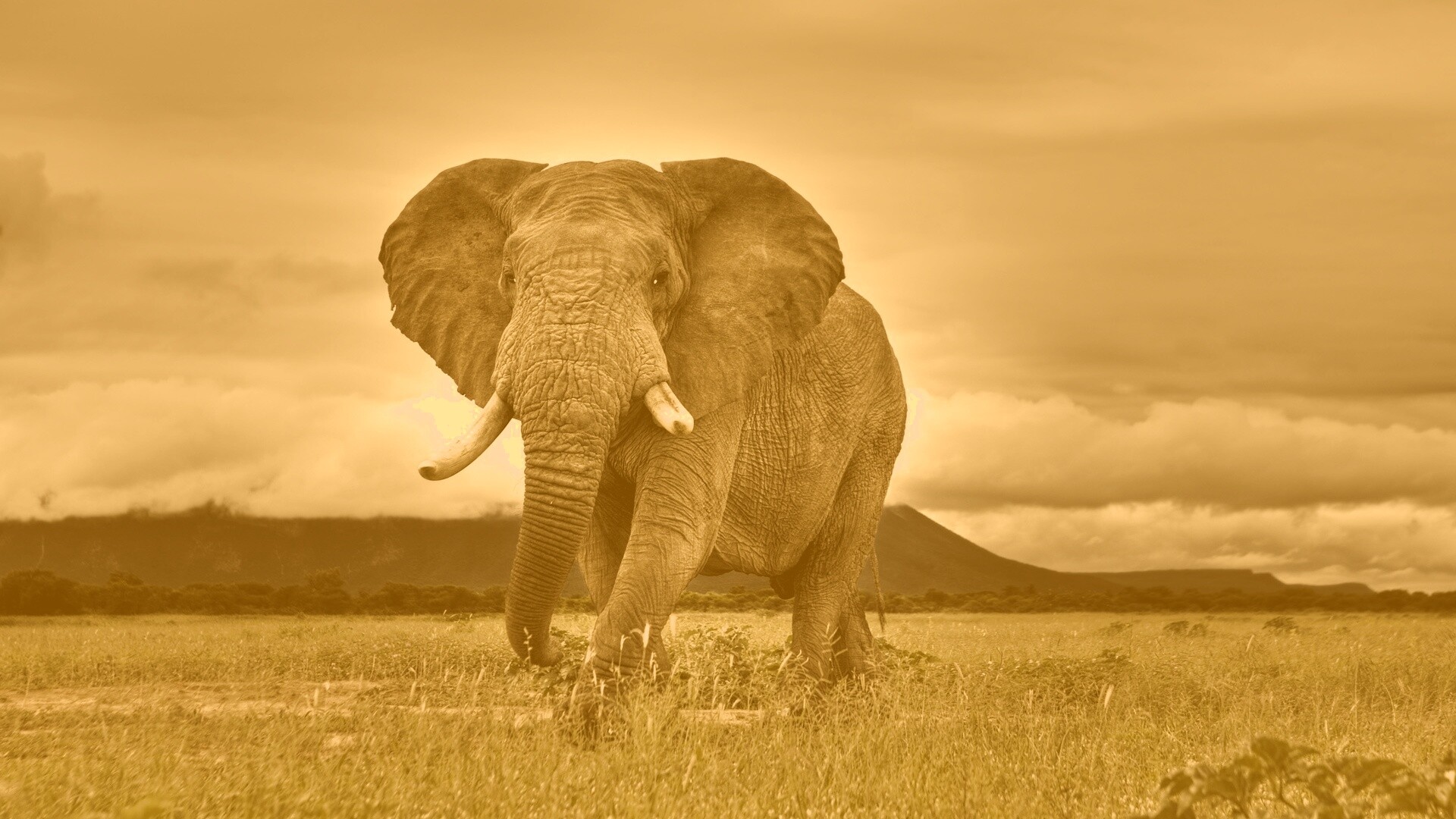 Слон на прогулке обои