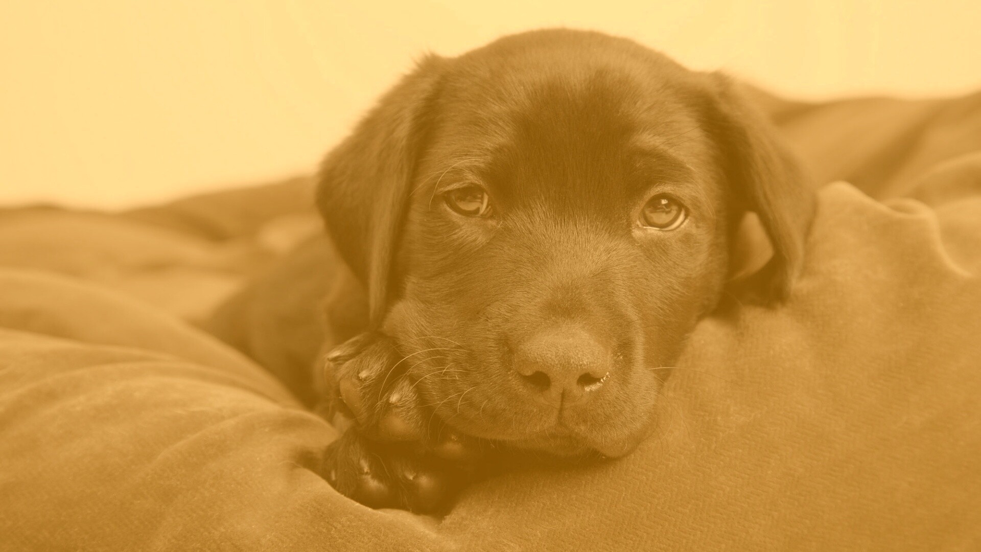 Сонный щенок немецкого поинтера обои