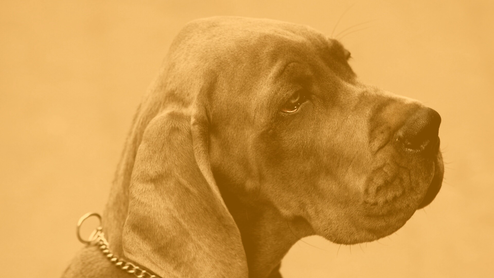 Грустная собака обои