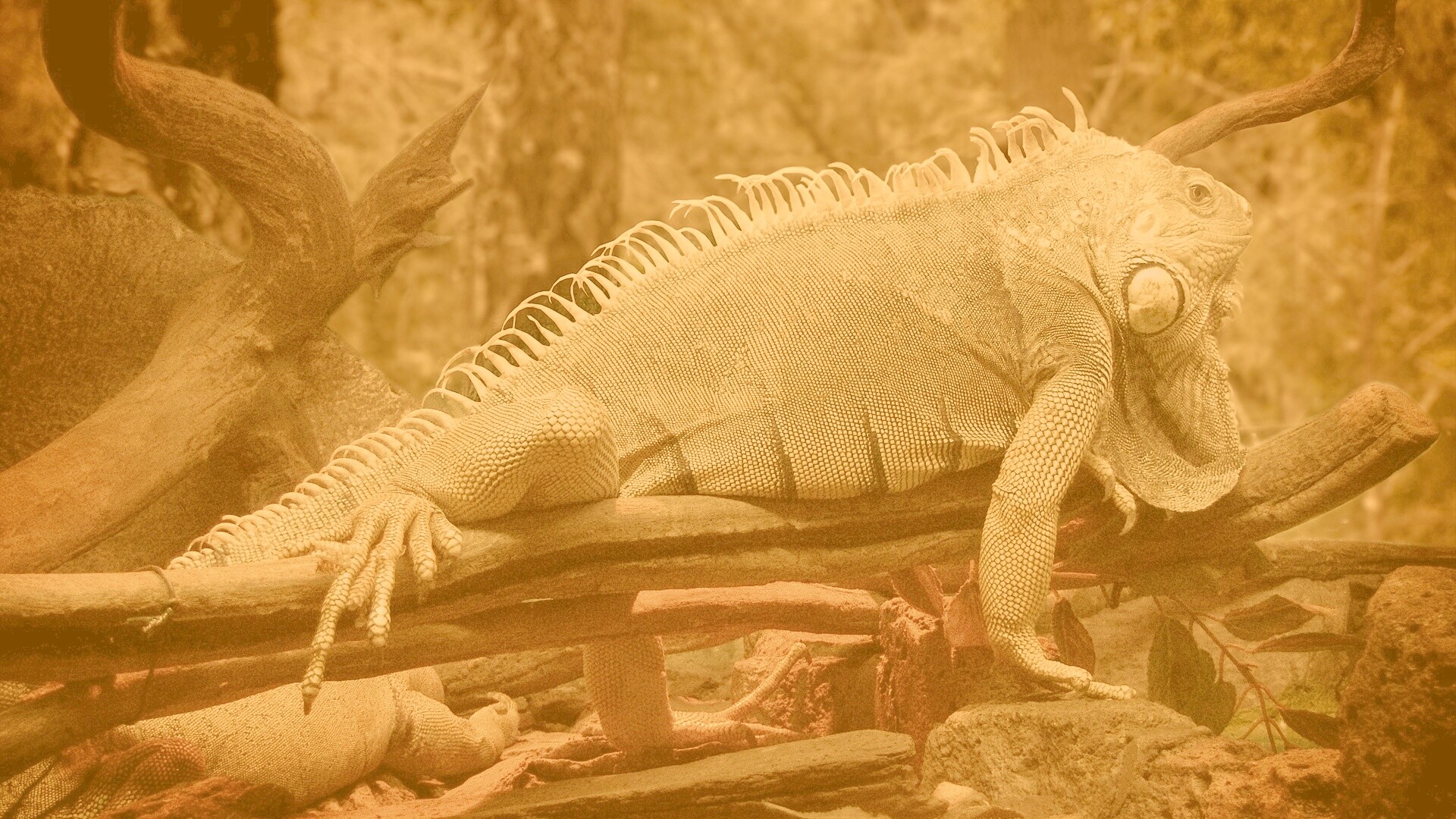 Большая игуана обои