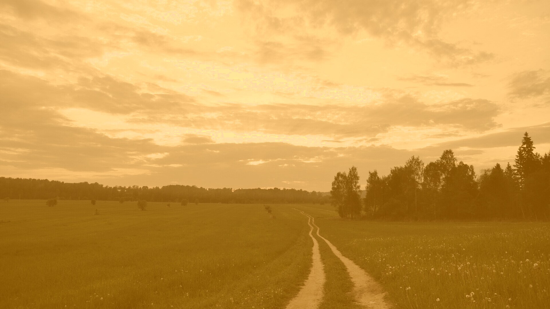 Дорога к лесу обои