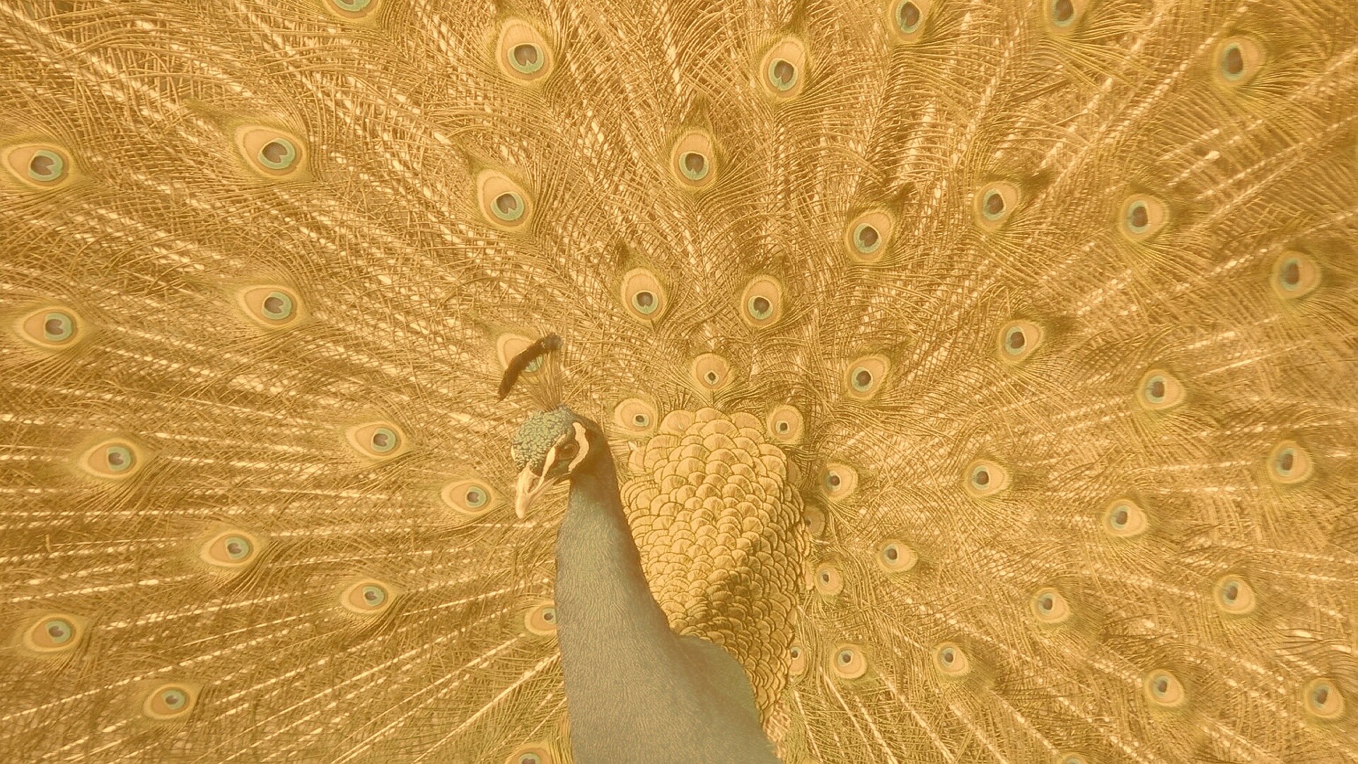 Павлин, говоришь... обои