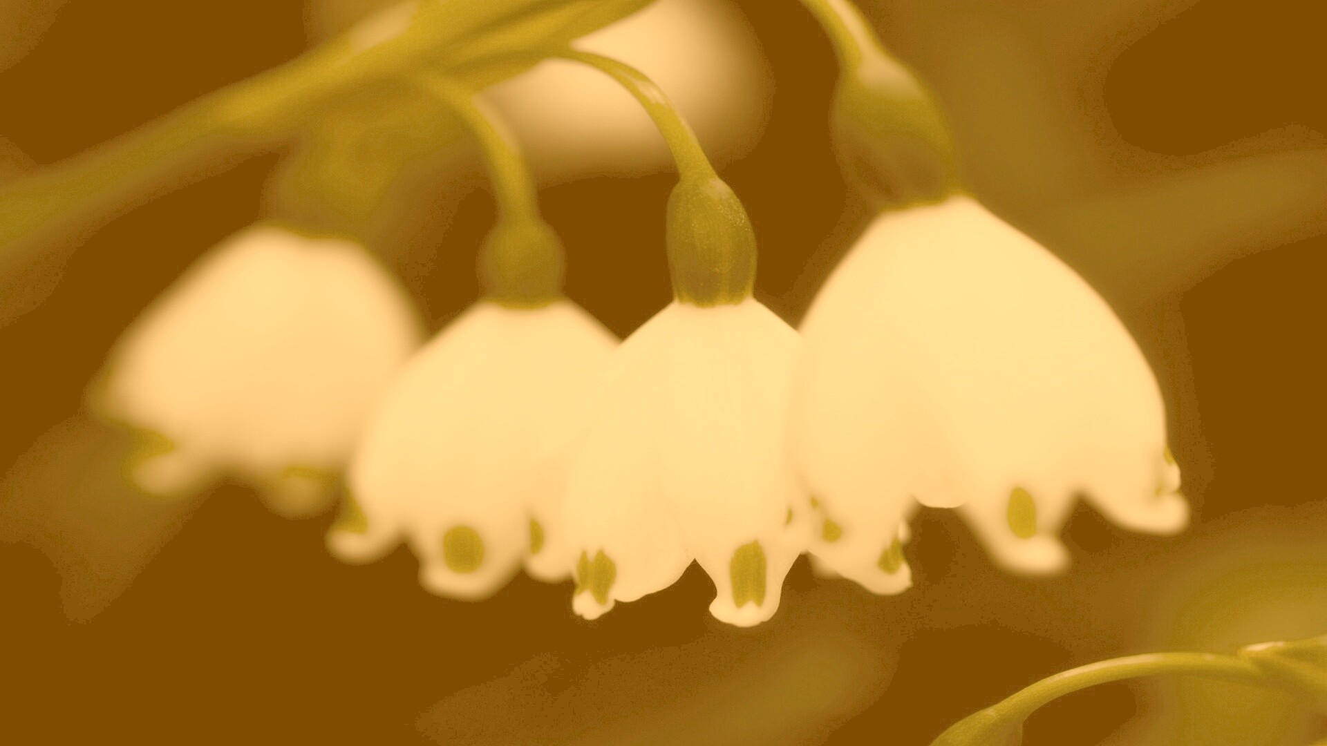 Белые ландыши обои