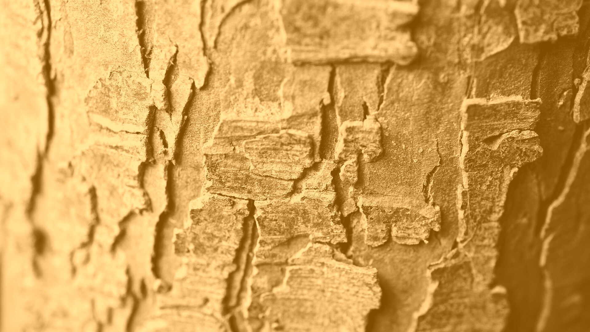 Белая кора обои